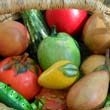 painted gourd fruit